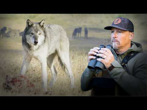 Surrounded by a Wolf Pack in Yellowstone — official film thumbnail