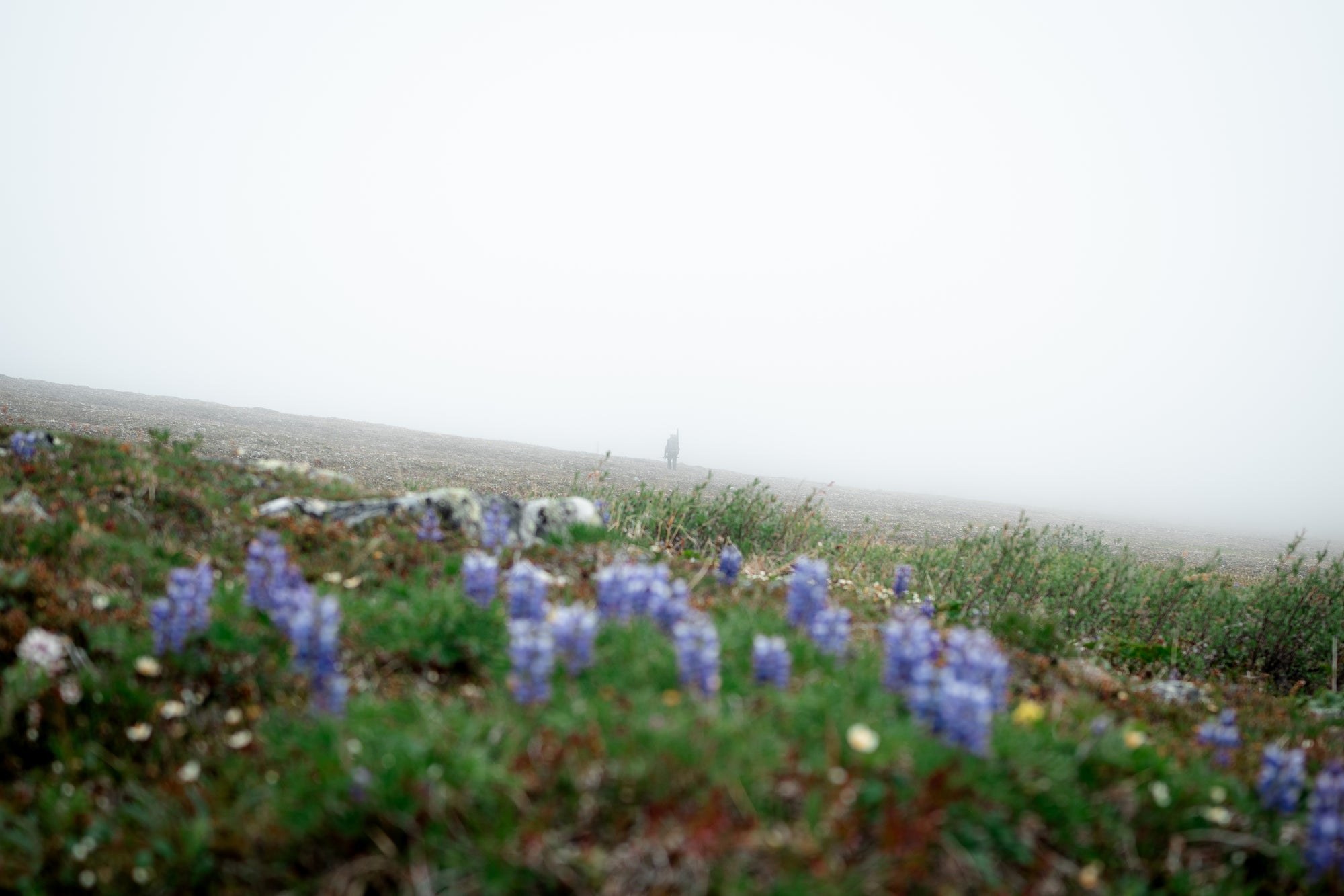 Fog drifting over open ground and low vegetation